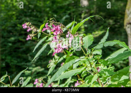 Balsam himalayan dans la forêt Banque D'Images