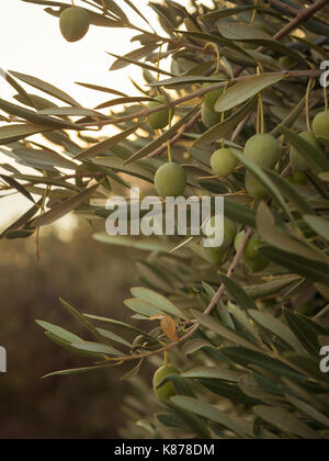 Branche d'arbre d'olive et olives vertes au coucher du soleil sur une plantation Banque D'Images