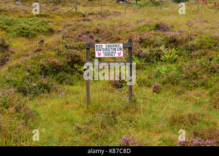 Fabriqué à la main en signe d'écureuil rouge zone de réintroduction Veuillez conduire avec prudence côté route en Ecosse une glenshieldaig896 forest Banque D'Images