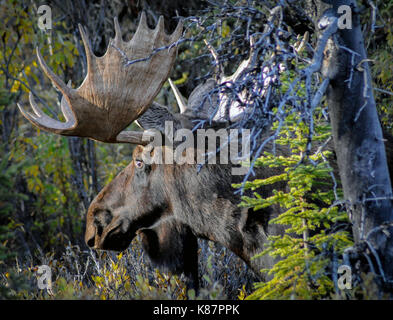 2 bull moose il bataille sur le côté de la route à Denali National Park et préserver à l'intérieur de l'Alaska, septembre, 2017.L'orignal Banque D'Images