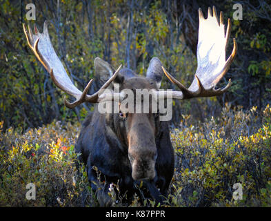 2 bull moose il bataille sur le côté de la route à Denali National Park et préserver à l'intérieur de l'Alaska, septembre, 2017.L'orignal Banque D'Images