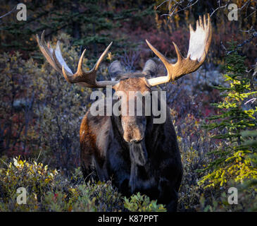 2 bull moose il bataille sur le côté de la route à Denali National Park et préserver à l'intérieur de l'Alaska, septembre, 2017.L'orignal Banque D'Images