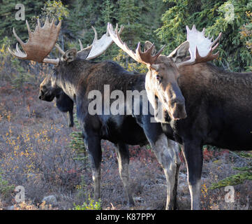 2 bull moose il bataille sur le côté de la route à Denali National Park et préserver à l'intérieur de l'Alaska, septembre, 2017.L'orignal Banque D'Images