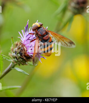 Volucella zonaria sur fleur de centaurée - le plus grand hoverfly. Hurst Meadows, East Molesey, Surrey, Angleterre. Banque D'Images