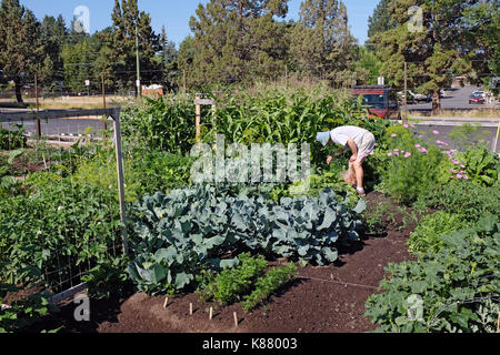 Les jardins communautaires tels que celui-ci à Hollinshead Park à Bend, Oregon, fournir des terres et de l'espace pour les citadins à cultiver des fleurs et des légumes frais Banque D'Images