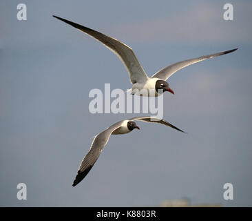 Portrait de deux de rire, gull Leucophaeus atricilla, une mouette commune de la côte du golfe du Mexique. Banque D'Images
