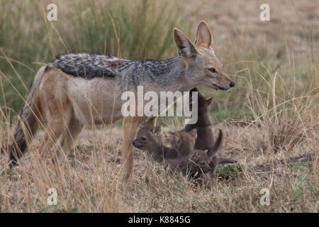 Une mère jackel à dos noir introduit ses jeunes chiots au monde à l'extérieur de leur tanière. Le masai Mara, Kenya Banque D'Images