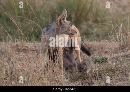 Une mère jackel à dos noir introduit ses jeunes chiots au monde à l'extérieur de leur tanière. Le masai Mara, Kenya Banque D'Images