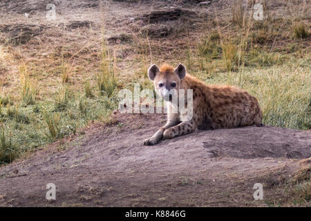 L'hyène tachetée reposant en fin d'après-midi sur le Masai Mara, Kenya Banque D'Images