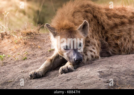 L'hyène tachetée reposant en fin d'après-midi sur le Masai Mara, Kenya Banque D'Images