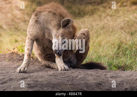 L'hyène tachetée ayant un zéro en fin d'après-midi sur le Masai Mara, Kenya Banque D'Images