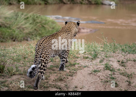 Une femelle adulte leopard énonce pour chasser par une rivière à la masai Mara Banque D'Images