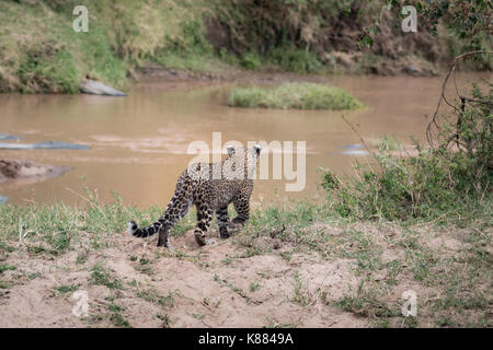 Un jeune leopard cub vise à trouver sa mère par une rivière sur le Masai Mara, Kenya Banque D'Images