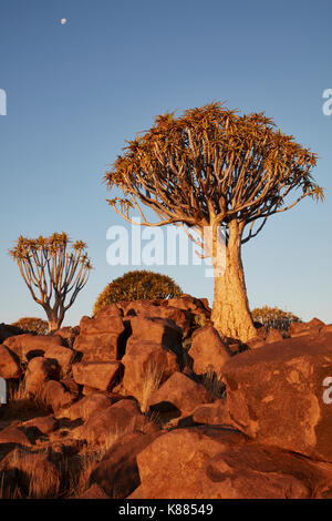 L'Afrique de grands Baobabs, arbres carquois, l'Adansonia au coucher du soleil dans le paysage rocheux à keetmanshoop. Banque D'Images