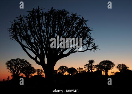 L'Afrique de grands Baobabs, arbres carquois, adansonia, silhouettes au crépuscule à keetmanshoop. Banque D'Images