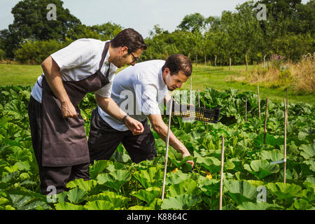 Deux hommes portant des tabliers debout dans un jardin de cuisine, cueillette de légumes. Banque D'Images