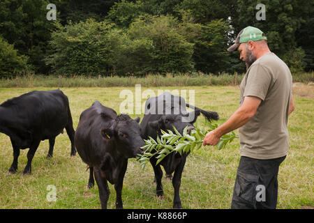 Homme debout dans un pâturage, l'alimentation trois veaux Bovins dexter avec des branches et des feuilles. Banque D'Images