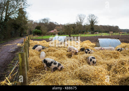 Gloucester vieux spot de porcs dans un enclos avec frais de paille et de métal. soue Banque D'Images