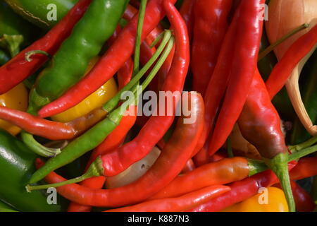 Fruit de mon travail - poivrons jardin Banque D'Images