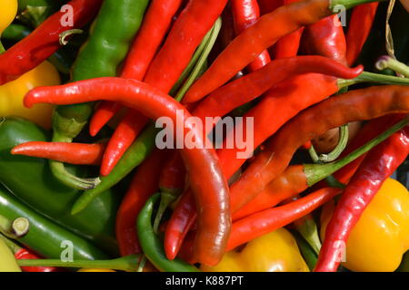 Fruit de mon travail - poivrons jardin Banque D'Images