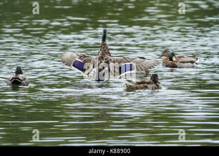 Photo d'un canard colvert battre des ailes Banque D'Images