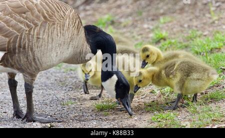Image isolée d'une famille de bernaches du Canada d'un séjour Banque D'Images