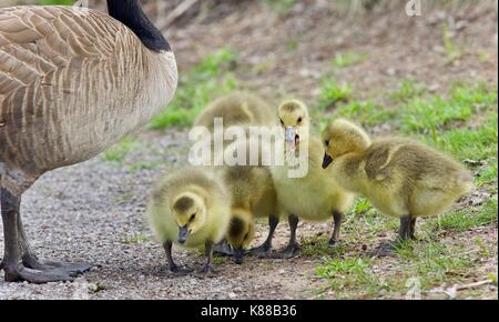 Photo d'une famille de bernaches du Canada d'un séjour Banque D'Images