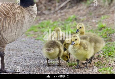 Image d'une famille de bernaches du Canada d'un séjour Banque D'Images