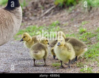 Image d'une famille de bernaches du Canada d'un séjour Banque D'Images