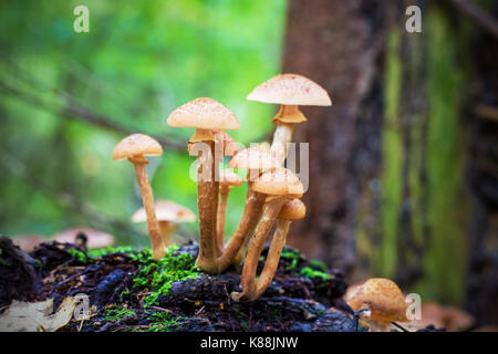 Miel champignons agarics dans une forêt sur un arbre Banque D'Images