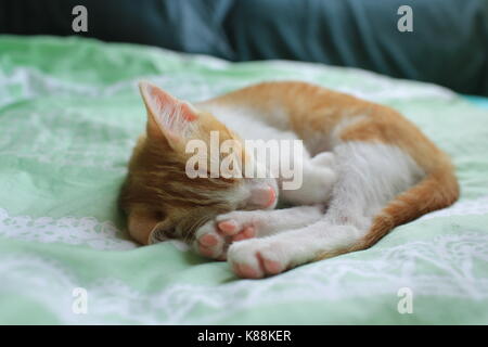 Ginger White baby cat coucher Banque D'Images