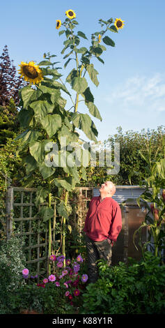 L'Helianthus annuus. Chauffeur particulier à jusqu'à une hauteur 17ft tournesol fleuri multi dans un jardin anglais contre un ciel bleu. UK Banque D'Images