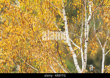 Bouleau (Betula alba) à l'automne Banque D'Images