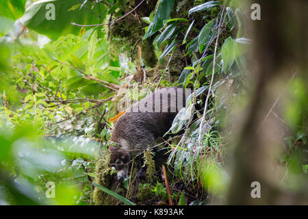 Coati à nez blanc sauvage dans les forêts tropicales Banque D'Images