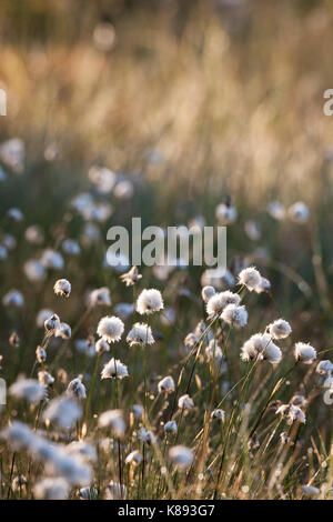 La lumière du soleil à l'herbe de coton Banque D'Images