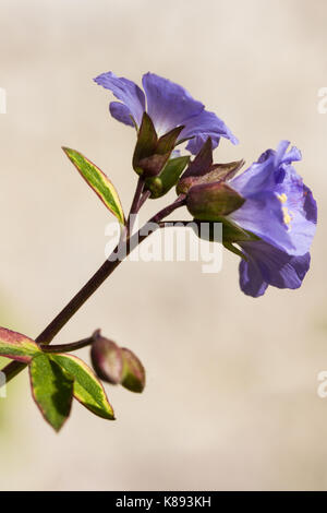 Le Polemonium fleurs, également connu sous le nom de Jacobs Ladder, gros plan, été, Royaume-Uni Banque D'Images