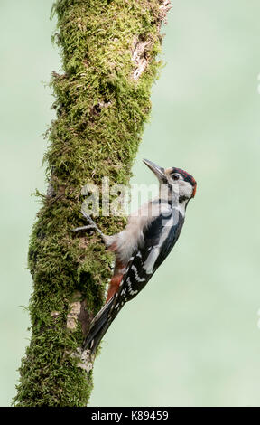 Great spotted woodpecker (Dendrocopos major). Jeune oiseau, de mue dans son plumage d'adulte. Banque D'Images