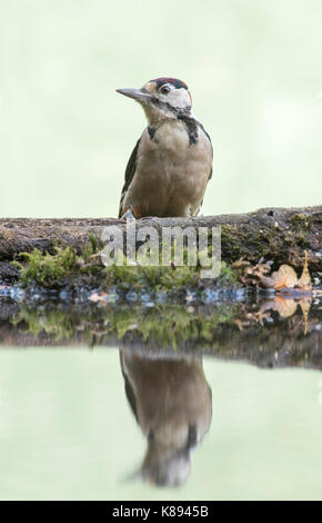 Great spotted woodpecker (Dendrocopos major) sur la masse à la réflexion intérieure Banque D'Images