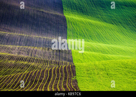 Collines de champs de blé vert. Conte fantastique paysage minimaliste avec des vagues de collines, les collines. Abstrait d'arrière-plan. La Moravie du Sud, Banque D'Images