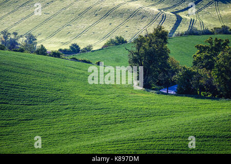 Collines de champs de blé vert. Conte fantastique paysage minimaliste avec des vagues de collines, les collines. Abstrait d'arrière-plan. La Moravie du Sud, Banque D'Images