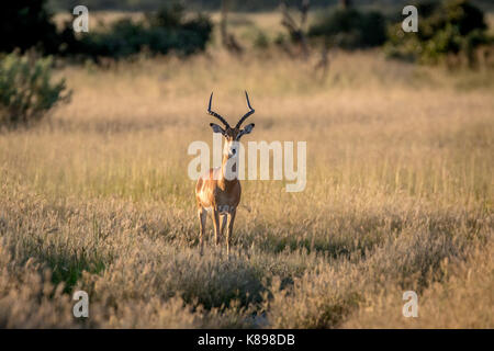 Impala avec ram à l'appareil photo dans le parc national de Chobe, au Botswana. Banque D'Images