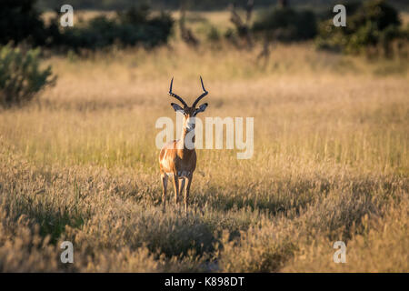 Impala avec ram à l'appareil photo dans le parc national de Chobe, au Botswana. Banque D'Images