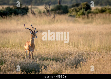 Impala avec ram à l'appareil photo dans le parc national de Chobe, au Botswana. Banque D'Images