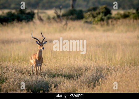 Impala avec ram à l'appareil photo dans le parc national de Chobe, au Botswana. Banque D'Images