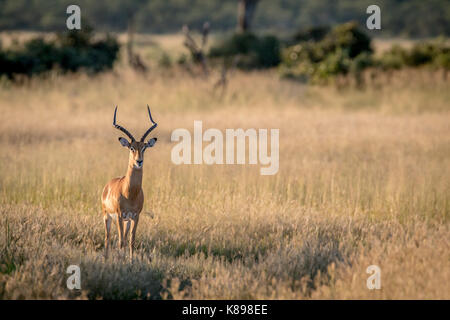 Impala avec ram à l'appareil photo dans le parc national de Chobe, au Botswana. Banque D'Images