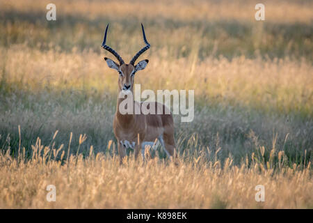 Impala avec ram à l'appareil photo dans le parc national de Chobe, au Botswana. Banque D'Images