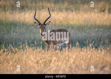 Impala avec ram à l'appareil photo dans le parc national de Chobe, au Botswana. Banque D'Images