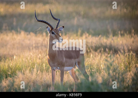 Impala avec ram à l'appareil photo dans le parc national de Chobe, au Botswana. Banque D'Images