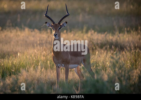 Impala avec ram à l'appareil photo dans le parc national de Chobe, au Botswana. Banque D'Images