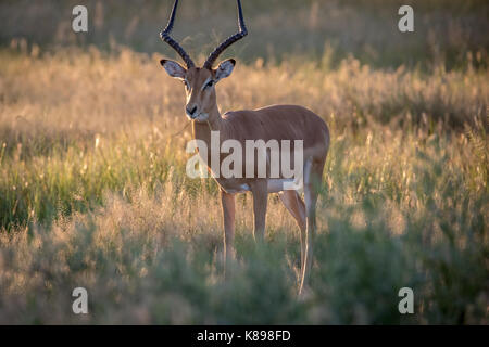 Impala avec ram à l'appareil photo dans le parc national de Chobe, au Botswana. Banque D'Images